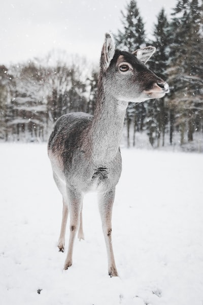 The deer stood in the snow
